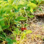 Erdbeerpflanzen in einem Gartenbeet, das mit einer schützenden Mulchschicht aus Stroh bedeckt ist, beim Gießen.