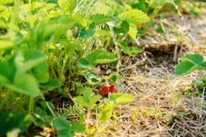 Erdbeerpflanzen in einem Gartenbeet, das mit einer schützenden Mulchschicht aus Stroh bedeckt ist, beim Gießen.