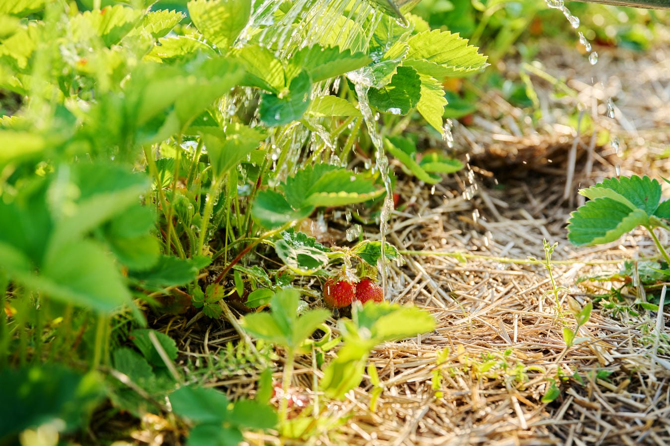 Erdbeerpflanzen in einem Gartenbeet, das mit einer schützenden Mulchschicht aus Stroh bedeckt ist, beim Gießen.