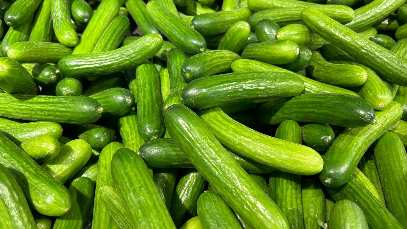 Ein Haufen frisch geernteter, grüner Landgurken aus dem eigenen Garten, bereit für die Küche.