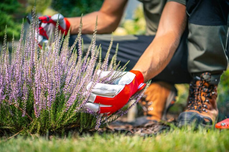 Ein Gärtner mit Schutzhandschuhen pflegt blühende Heidepflanzen in einem sonnigen Garten während der Gartenarbeit im Frühjahr
