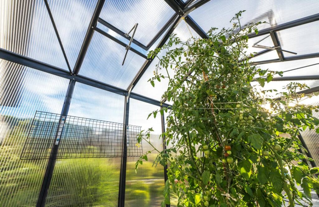 Geöffnete Dachfenster mit automatischen Fensteröffnern in einem Gewächshaus mit Tomatenpflanzen.