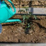 Tomatenpflanze wird morgens direkt am Fuß mit einer Gießkanne bewässert