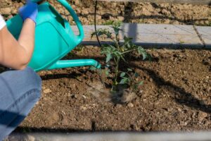 Tomatenpflanze wird morgens direkt am Fuß mit einer Gießkanne bewässert