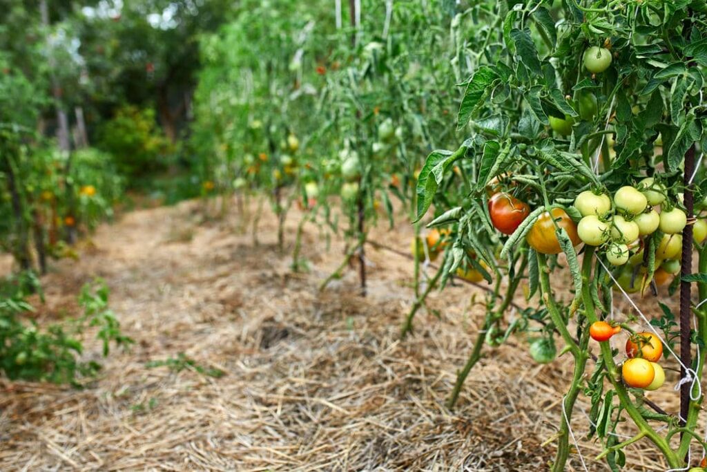 Tomatenpflanzen im Gemüsegarten mit Strohmulch zur besseren Feuchtigkeitsspeicherung
