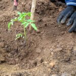 Ein Gärtner setzt eine junge Tomatenpflanze von Hand in die lockere Erde eines Gartenbeets ein.