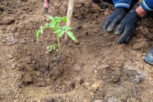 Ein Gärtner setzt eine junge Tomatenpflanze von Hand in die lockere Erde eines Gartenbeets ein.