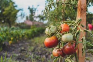 Eine Tomatenpflanze mit schweren Früchten an einem stabilen quadratischen Holzpfahl im Garten.