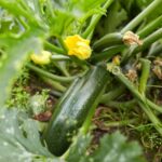 Eine gesunde Zucchini-Pflanze mit einer großen, grünen Frucht und gelben Blüten im sommerlichen Gartenbeet.