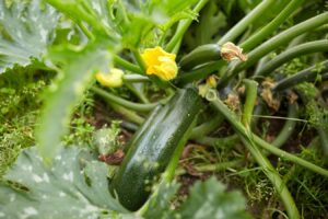 Eine gesunde Zucchini-Pflanze mit einer großen, grünen Frucht und gelben Blüten im sommerlichen Gartenbeet.